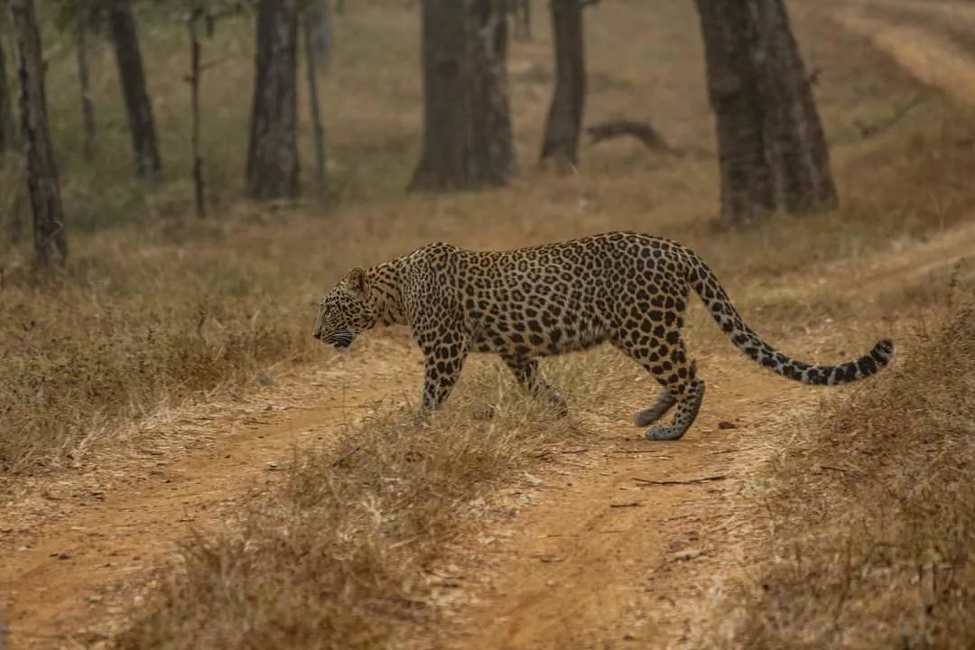 Leopard sighted at Karhandla Gate on a UPKWS jungle safari