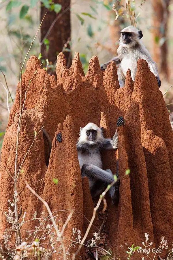 Langur troop at Karhandla Gate, Umred Pauni Karhandla Wildlife Sanctuary