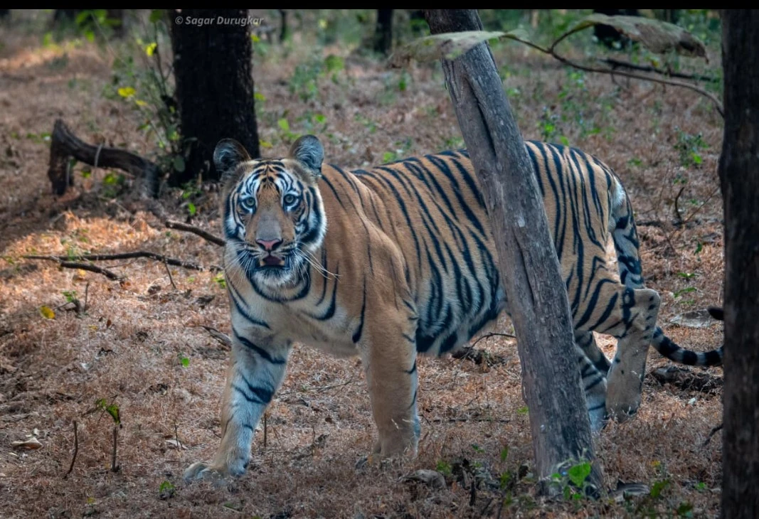 Tiger near Pauni Gate beside the Wainganga River at UPKWS