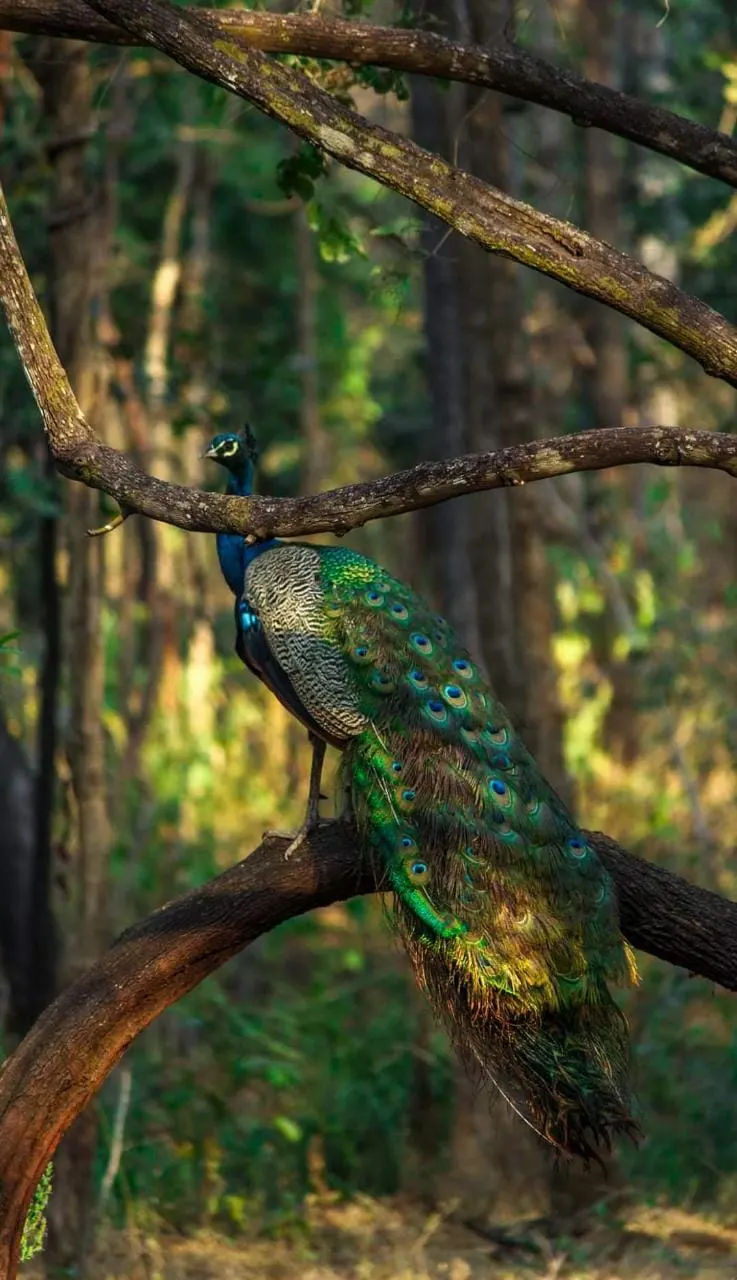 Indian peafowl displaying at Umred Pauni Karhandla Wildlife Sanctuary