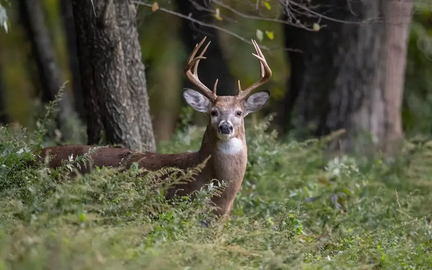 Sambar deer in dry deciduous forest at UPKWS, Nagpur district