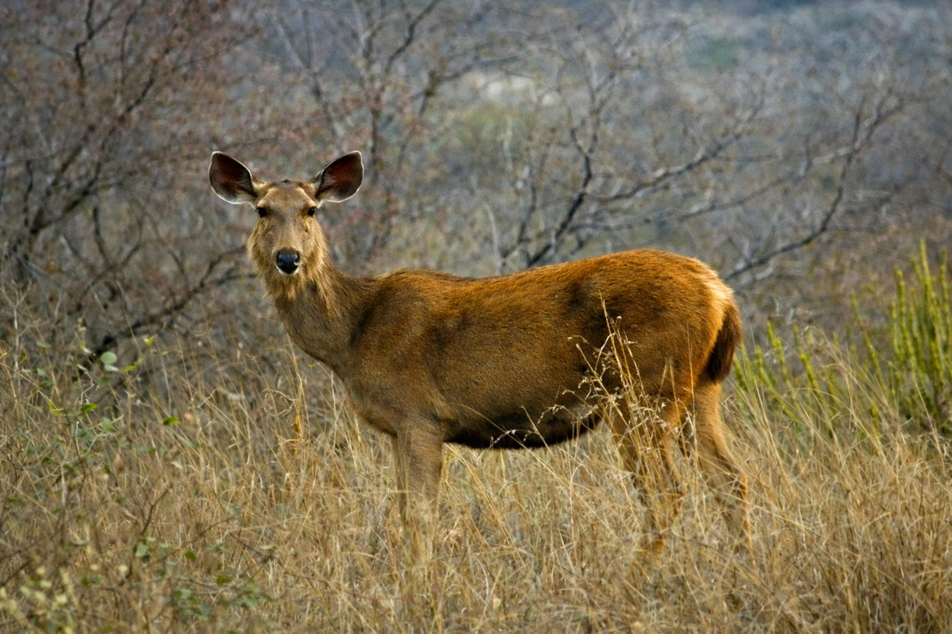 Sambar deer at Karhandla Gate, Umred Pauni Karhandla Wildlife Sanctuary