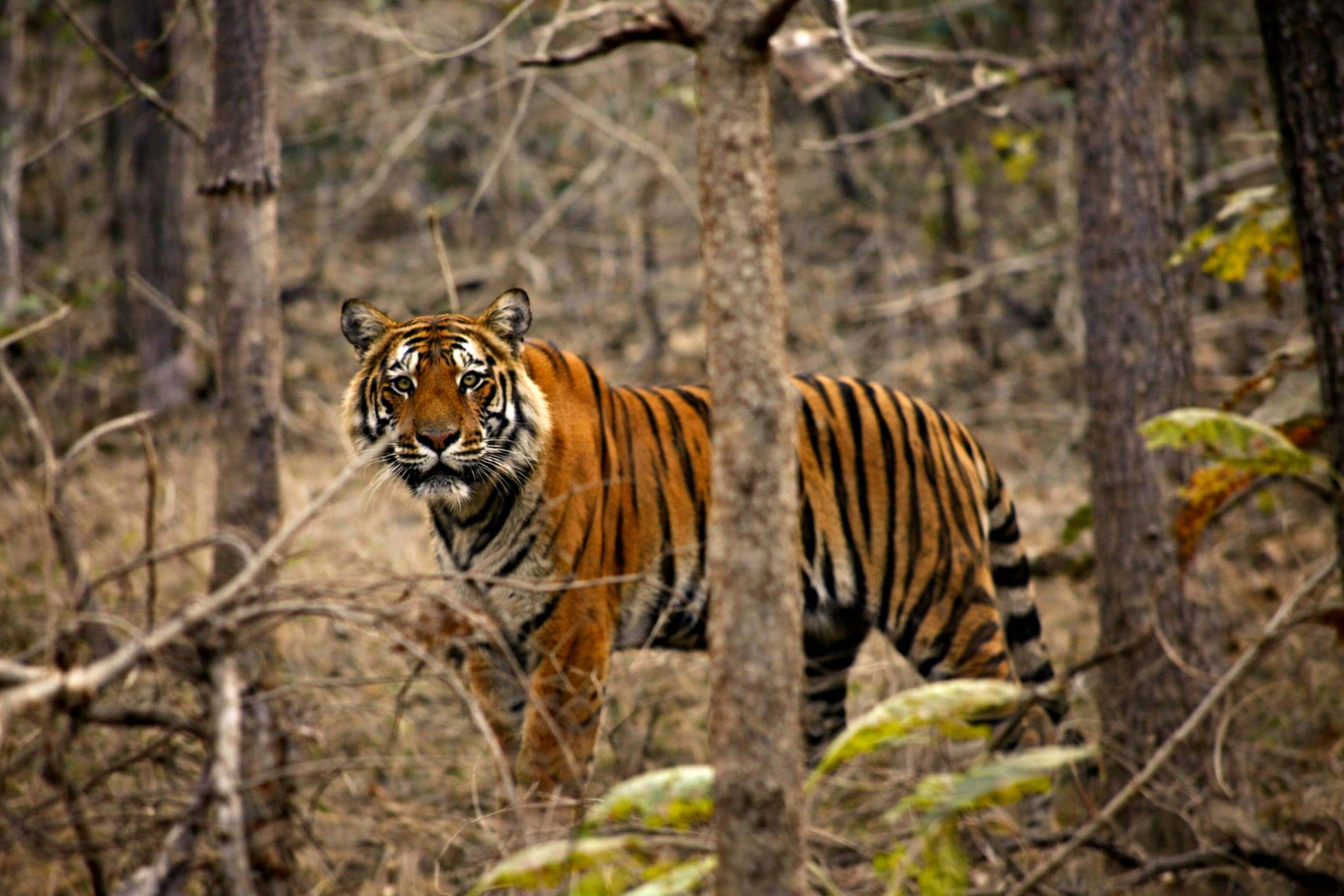 Tiger photographed at Pauni Gate on an evening UPKWS safari