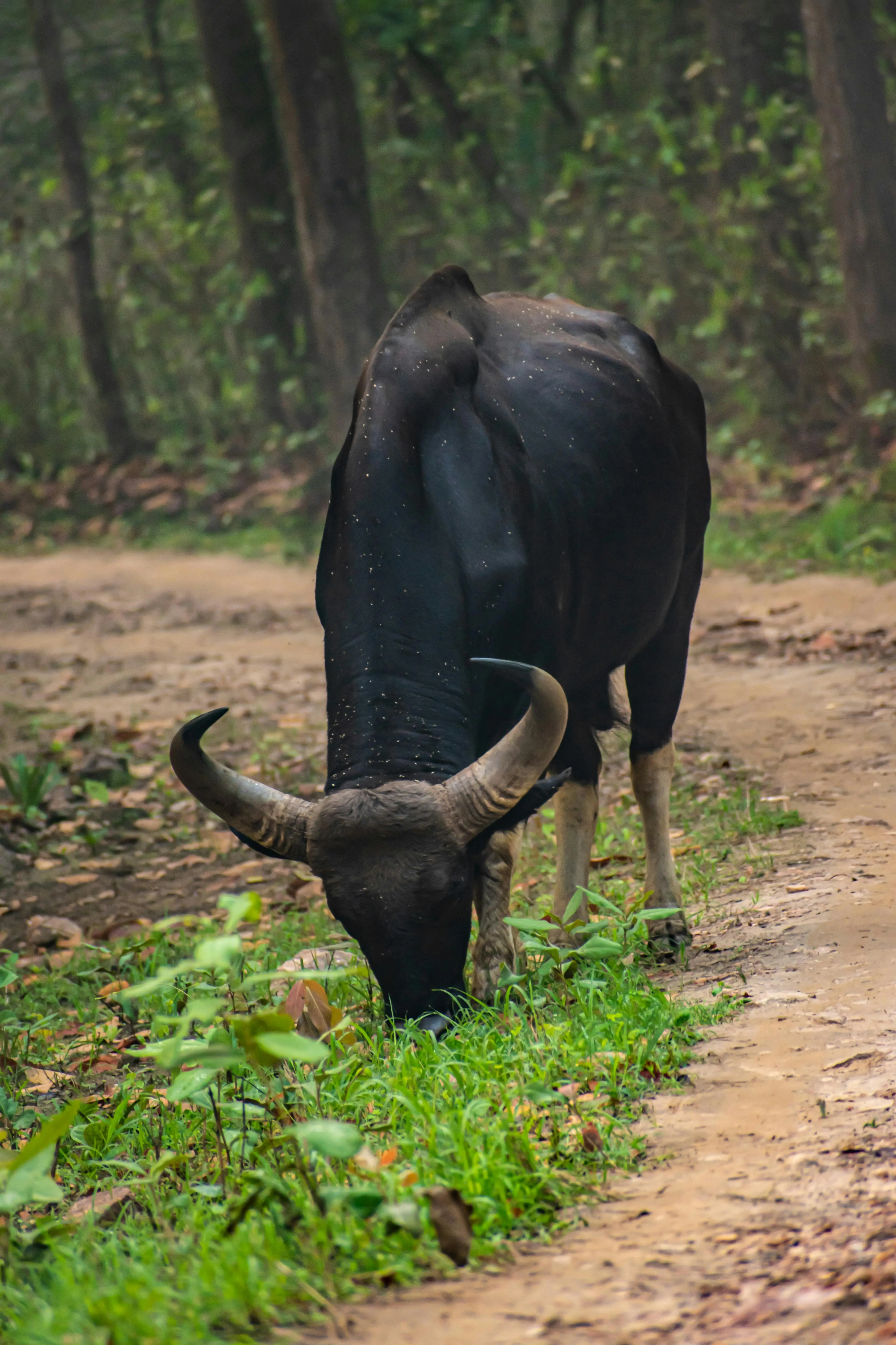 Gaur