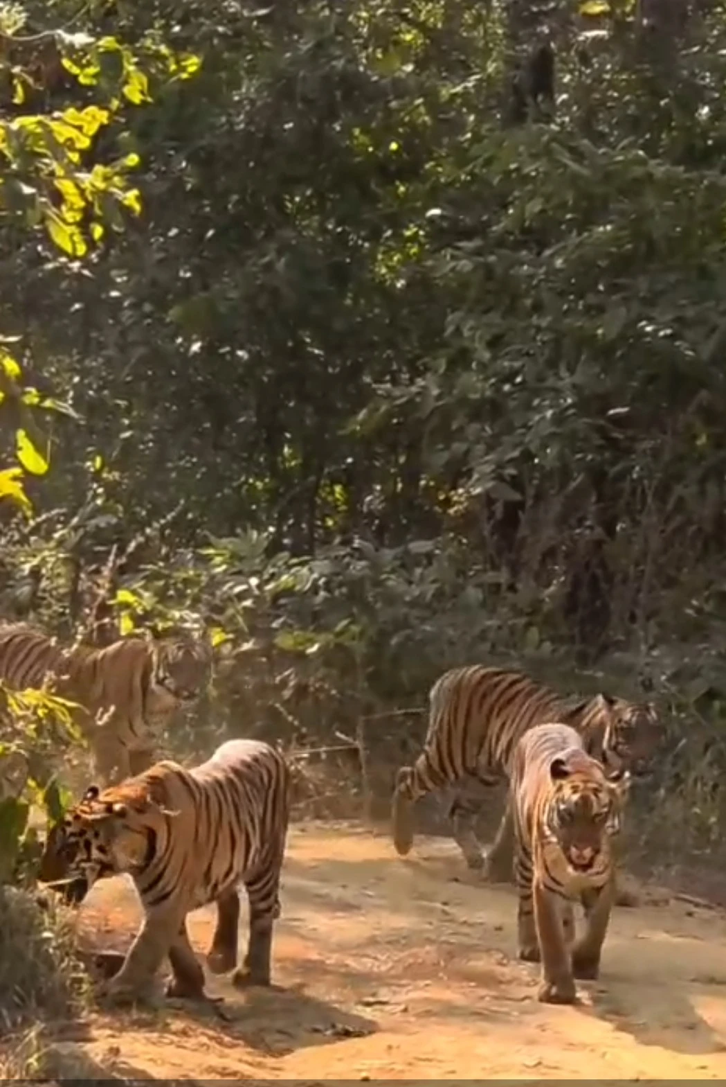 karhandla-tiger-sighting